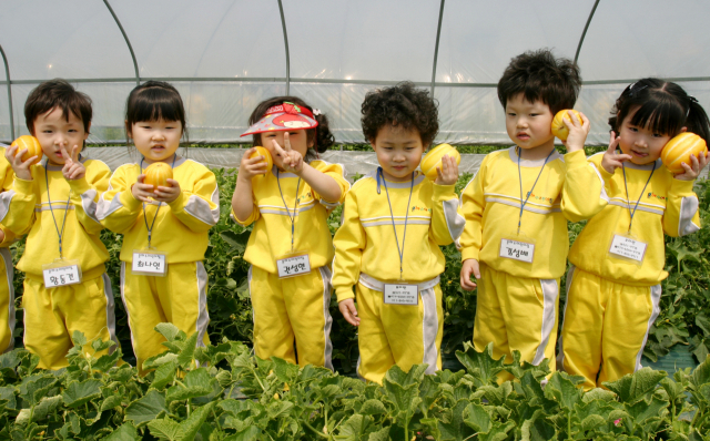 명품 성주참외 100g에는 132㎍의 엽산이 함유돼 있어 엽산제를 대신해 산모와 태아의 건강을 지키는 데