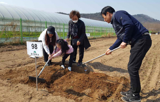 대구 팔현 도시텃밭 활동사진. 대구시 제공