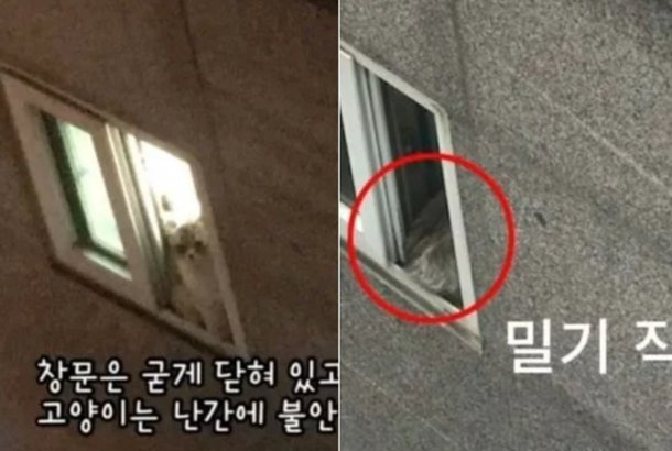 주인에게 쫓겨나 3층에서 추락한 유기묘. 동물권단체 케어 SNS