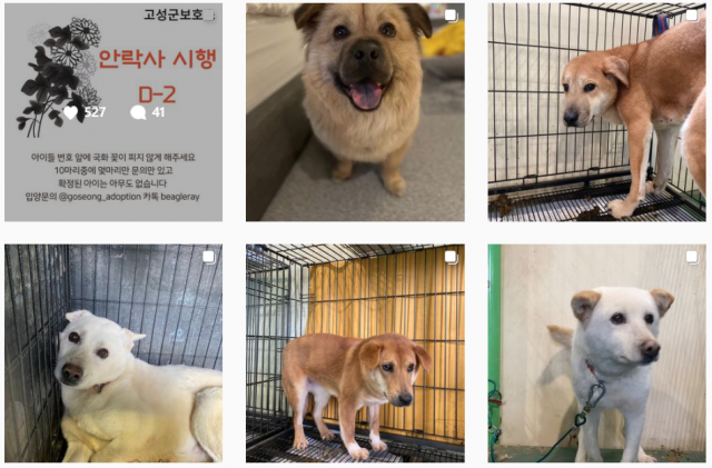 지난 1월 배우 조승우에게 입양된 