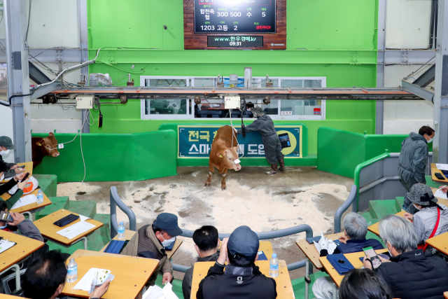 합천한우경매시장에서 비대면 스마트 한우경매시스템을 활용한 경매가 실시되고 있다. 합천군 제공