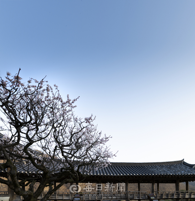 안동 병산서원 매화와 보물 제2104호 만대루 모습. 류종승 자문위원 제공
