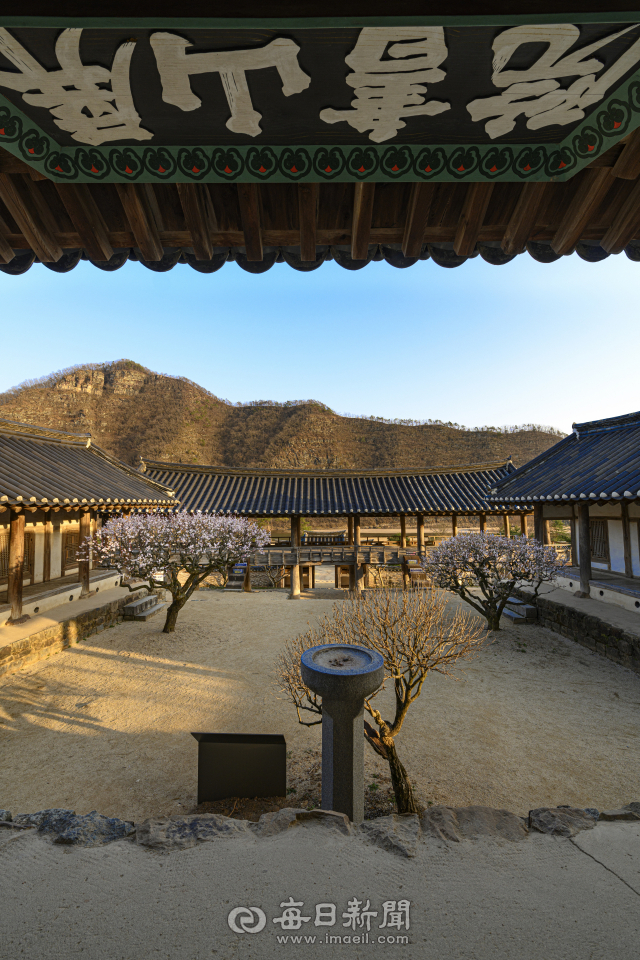 안동 병산서원 입교당에서 바라 본 매화. 류종승 자문위원 제공