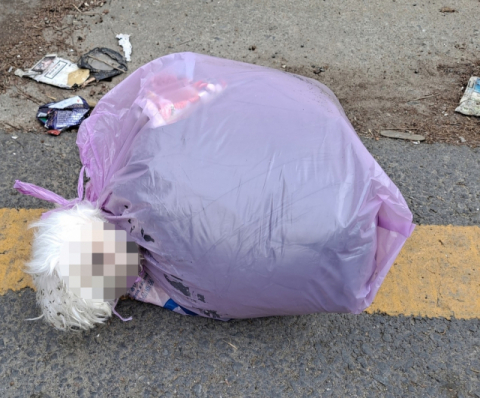 인천 부평구에서 쓰레기 봉투에 넣어져 유기된 몰티즈견. 인천 부평구청 제공