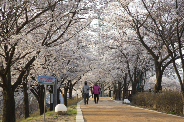 영주 서천둔치에 벗꽃이 만개, 시민들의 발걸음이 잣다. 영주시 제공