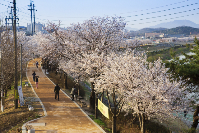 영주 서천둔치에 벗꽃이 만개, 시민들의 발걸음이 잣다. 영주시 제공