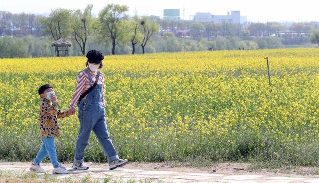 화창한 날씨를 보인 2일 대구 북구 금호강 하중도 유채꽃단지에 노란 유채꽃이 활짝 펴 장관을 연출하고 있다. 관계자는 올해 유채꽃단지는 별도의 축제 없이 개방되지만 마스크 착용, 2m 이상 거리두고 걷기 등 코로나19 예방 수칙을 준수해 줄 것을 당부했다. 성일권 기자 sungig@imaeil.com