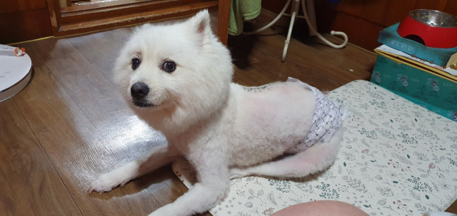 뽀롱이는 허리를 일으키지 못하다 보니 대소변 처리가 가장 힘들다. 배변 판에 직접 대소변을 가리지 못하니 기저귀를 채울 수밖에 없다.
