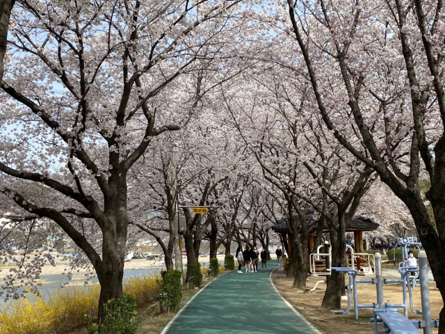 사업지인 북천 일대는 상주시민들의 대표적인 산책 및 자전거길이자 축제명소다. 특히 1998년부터 심어진 왕벚나무가 연원동에서 국민체육센터까지 양쪽 5km 구간 줄지어 있는 벚꽃명소이기도 하다. 상주시 제공.