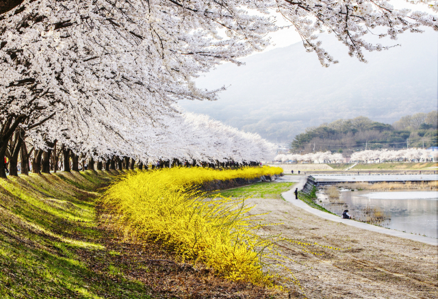 사업지인 북천 일대는 상주시민들의 대표적인 산책 및 자전거길이자 축제명소다. 특히 1998년부터 심어진 왕벚나무가 연원동에서 국민체육센터까지 양쪽 5km 구간 줄지어 있는 벚꽃명소이기도 하다. 상주시 제공.