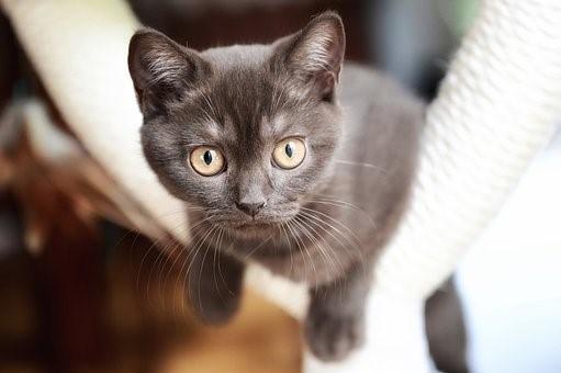 고양이 목덜미를 잡는 