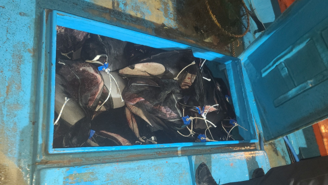 지난 20일 오후 포항 앞바다에서 어선 검문검색 중 갑판 창고에서 발견된 고래고기. 포항해양경찰서 제공.