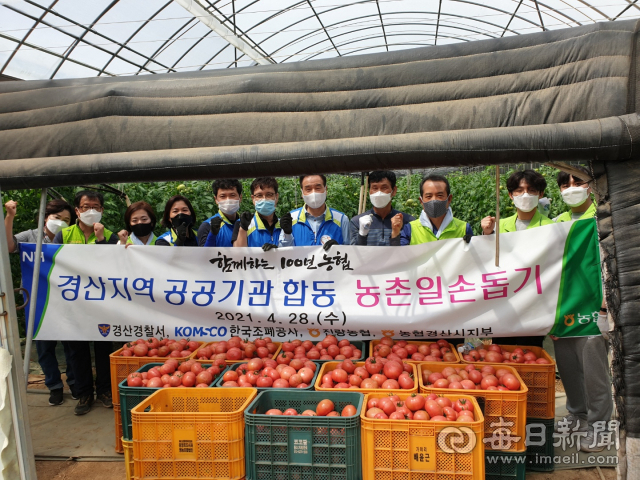 농협경산시지부와 한국조폐공사화폐본부,경산경찰서 등 경산지역 공공기관 소속 직원들은 28일 진량읍의 한 토마토농장에서 농촌일손돕기를 했다.