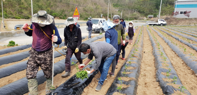 봉성면사무소 직원들과 기관단체 회원들이 고추밭에서 농촌일손을 지원하고 있다. 마경대 기자