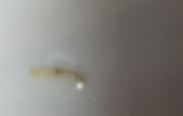 분유에서 발견된 3㎜ 상당의 벌레. 포토샵 블러 처리를 한 사진. 연합뉴스