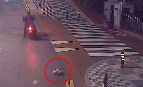 A씨가 음식물쓰레기를 투척하는 CCTV 영상.부산 금정구청 제공