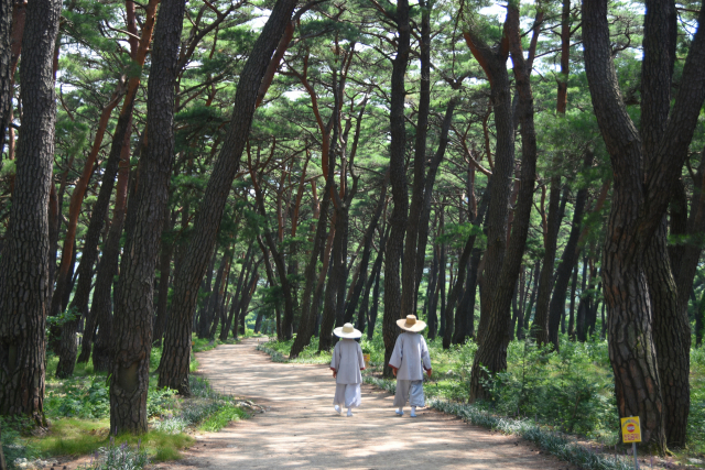 청도 운문면 천년고찰 운문사 솔바람길. 매일신문 DB