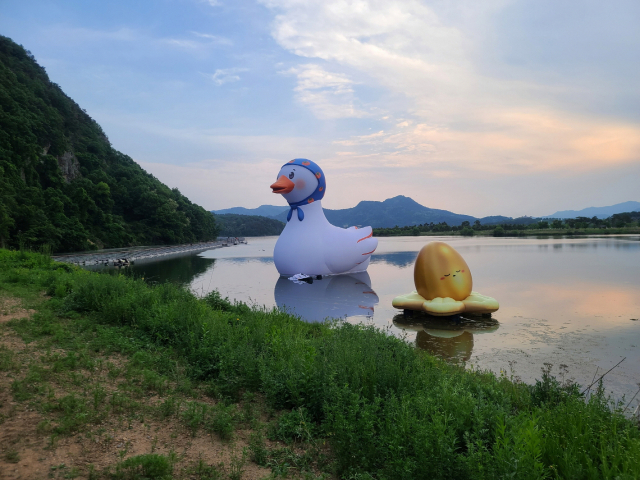 상주 경천섬 앞 낙동강 위에 집채만한 오리와 오리알 이 떠 있다.