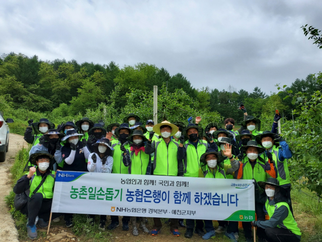 25일 예천군 사과농장 일손돕기 봉사에 나선 직원들이 기념촬영을 하고 있다. 경북농협 제공