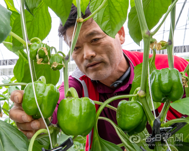 파프리카 생육 상태를 살피는 이상경 이장. 그는 전국 파프리카의 3분의 1이 철원에서, 이 중 3분의 1이 이 마을에서 생산한다고 했다. 사람 키보다 더 높게 키워 6월 하순부터 11월 말까지 수확해 98%이상 일본으로 수출하고 나머지는 서울 가락시장으로 보낸다. 김태형 선임기자 thk@imaeil.com