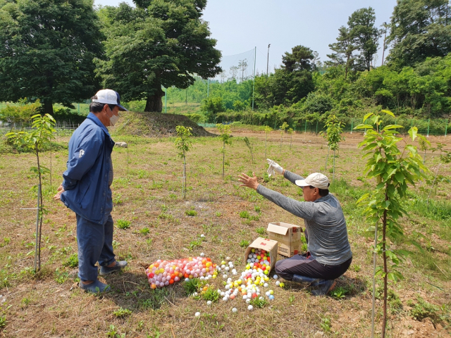 고령군 대가야읍 지산리 주민들은 대가야골프장에서 날아온 공으로 큰 피해를 입고 있지만 골프장 측은 안전사고에 대한 보상이나 대책을 세우지 않고 있다. 사진은 대가야골프장에서 날아온 공을 인근 주민들이 들어 보이고 있다. 이채수 기자