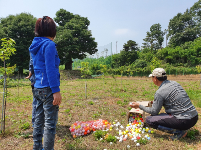 고령군 대가야읍 지산리 주민들은 대가야골프장에서 날아온 공으로 큰 피해를 입고 있지만 골프장 측은 안전사고에 대한 보상이나 대책을 세우지 않고 있다. 사진은 대가야골프장에서 날아온 공을 인근 주민들이 들어 보이고 있다. 이채수 기자