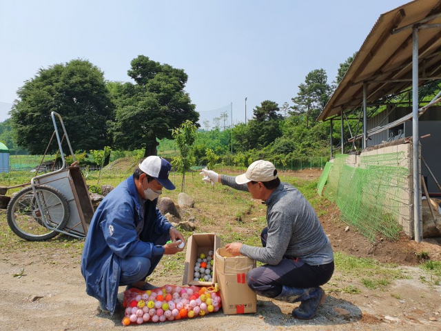 고령군 대가야읍 지산리 주민들은 대가야골프장에서 날아온 공으로 큰 피해를 입고 있지만 골프장 측은 안전사고에 대한 보상이나 대책을 세우지 않고 있다. 사진은 대가야골프장에서 날아온 공을 인근 주민들이 들어 보이고 있다. 이채수 기자