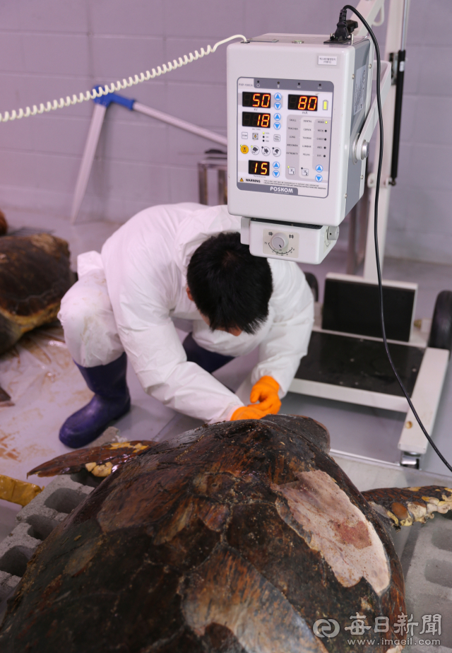 경북 동해안에서 발견된 멸종위기종인 바다거북을 조사하기 위해 X선 촬영을 준비하고 있는 모습. 경북 동해안 일대에는 다양한 해양보호생물의 서식이 확인되고 있다. 매일신문 DB