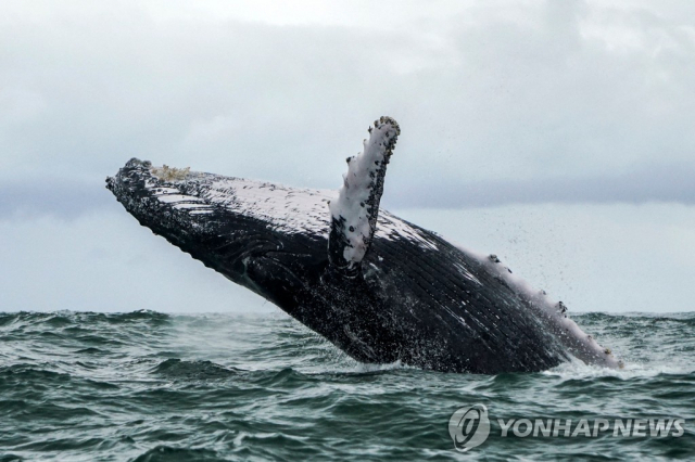 혹등고래. 연합뉴스