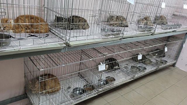 유기됐다 구조된 고양이 14마리. 부산진구 제공