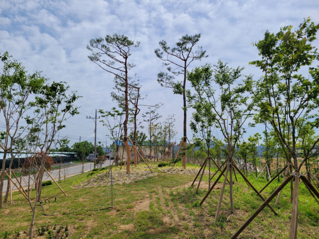 김천시가 조성한 미세먼지차단숲. 김천시 제공