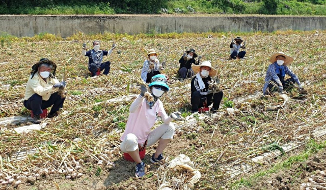 영천시는 연인원 1천명이 넘는 공무원을 동원해 농촌일손돕기 활동을 펼치고 있다. 청통면 한 마늘밭에서 수확 작업을 하고 있는 영천시 공무원들. 영천시 제공