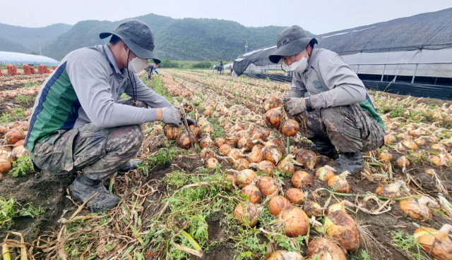 육군 제 50보병사단 낙동강여단 장병들은 지난 14일부터 21일까지 경북 지역 농가를 방문해 농촌 일손돕기 봉사활동을 했다. 육군 제 50보병사단 제공