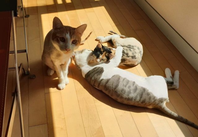 윤석열 전 검찰총장의 최측근이 공개한 윤 전 총장의 고양이 3마리.