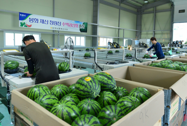 8일 본격 출하 된 명품 청량산 재산 수박이 선별 작업을 거치고 있다. 봉화군 제공