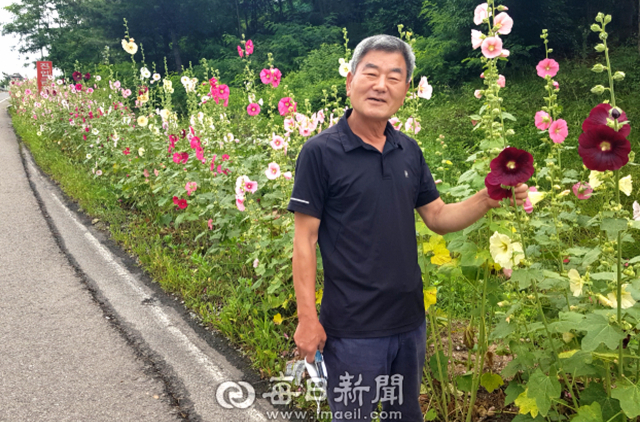 경찰로 사회에 봉사하다 퇴직한 박정호 씨는 고향 마을인 경북 안동시 풍산읍 국도변에서 폐기물 불법 투기를 막고자 6년 전부터 접시꽃 길을 조성하는 봉사를 하고 있다. 지난달 23일 박정호 씨가 자신이 조성한 접시꽃 길에서 포즈를 취한 모습. 김영진 기자