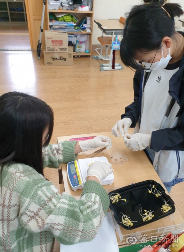 옹기와 숯을 사용한 콩나물 재배방법 탐구로 최근 경상북도과학전람회에서 장려상을 수상한 경북 영덕군 영해초 6학년 팀이 콩나물의 무게를 측정하고 있다. 영해초 제공