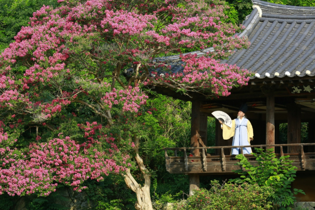 보물 제2051호인 경북 안동 풍산읍 체화정이 붉은 꽃 잎이 흐드러진 베롱나무에 쌓여 있다. 하회마을 장승쟁이 타목 김종흥 선생이 전통 복장 차림으로 체화정을 배경으로 포즈를 취했다. 독자제공