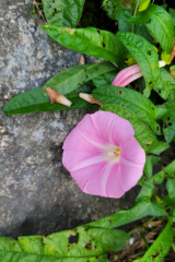 활짝 핀 메꽃. 모메꽃책방 제공
