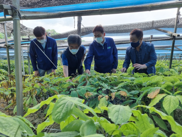 김춘안(오른쪽 두 번째) 경북농협 본부장이 4일 영주시 순흥면 인삼농가를 방문해 폭염 피해 현황을 살피고 있다. 경북농협 제공
