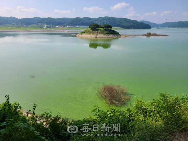 경북 안동 도산면 주변 안동호에 녹조가 진하게 발생했다. 사진은 도산서원에서 바라본 시사단 주변으로 수면에 녹조가 가득한 모습. 수면 가장자리에는 녹조가 심해 띠를 형성했다. 김영진 기자