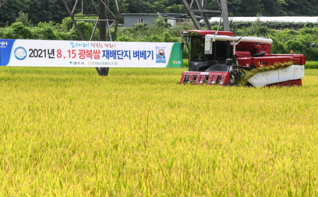 8·15광복쌀을 수확하고 있다. 영주시 제공