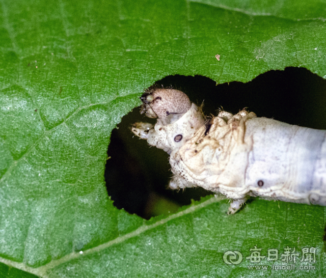 뽕잎을 먹고 있는 누에. 넉잠을 잔 5령 이후 7일 동안 뽕잎을 먹은 뒤 입으로 명주실을 토해 고치를 짓는다. 김태형 선임기자 thk@imaeil.com