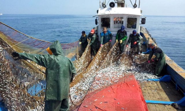 추자도 바다에서 나간 유자망 어선들이 참조기를 잡고 있다.제주시 제공