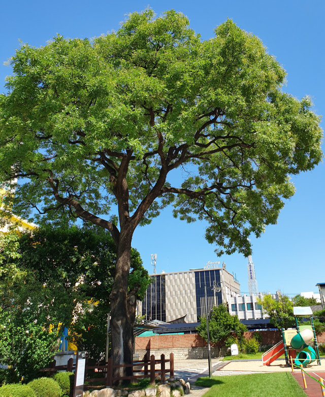 대구 중구 종로초등학교 교정에 있는 회화나무 일명 '최제우나무'.
