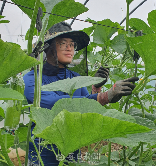 안동시 풍천면에서 애호박 농사를 짓는 청년 농부 김경호 씨는 농업을 위해 한국농수산대학 채소학과에 다시 진학하는 등 많은 노력 끝에 성공을 거두고 있다. 사진은 김경호 씨가 자신의 비닐하우스에서 애호박 농사를 짓는 모습. 김영진 기자