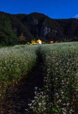 지난 19일 밤 경북 안동시 도산면 가송리 맹개마을에 흐드러진 메밀꽃이 보름으로 차오르는 달빛에 하얗게 빛나고 있다. 99,173㎡(3만평)의 메밀밭에 여름부터 시작한 꽃은 9월 하순까지 피고 진다. 김태형 선임기자 thk@imaeil.com