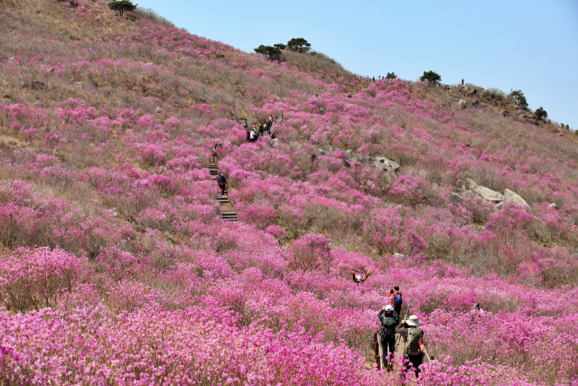 대구 달성군은 비슬산(해발 1,084m) 정상 참꽃 군락지에서 매년 4월 비슬산참꽃문화제를 펼치고 있다. 달성군 제공