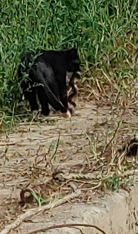 들고양이