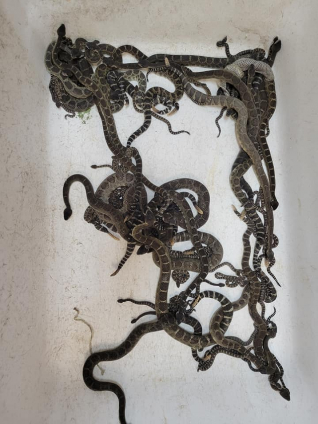 지난 2일(현지시각) 미국 캘리포니아의 한 가정집에서 발견된 독사의 일종 '북태평양 방울뱀' 90여 마리. 사진 '소노마 카운티 렙타일 레스큐 페이스북 캡처
